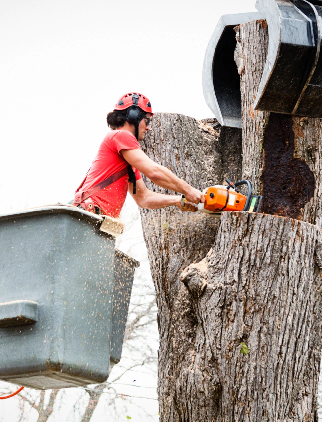 worker cutting tree branch