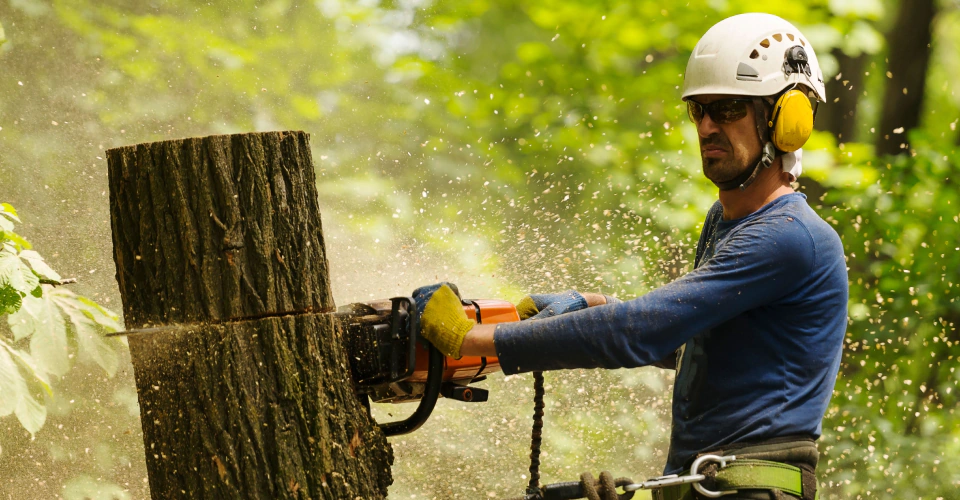 worker cutting tree