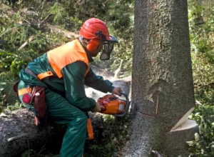 worker doing tree removal