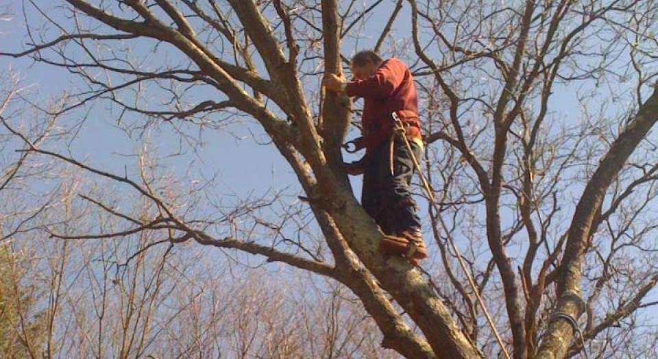 worker doing tree trimming