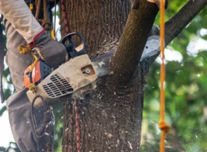 worker trimming tree branches using chainsaw